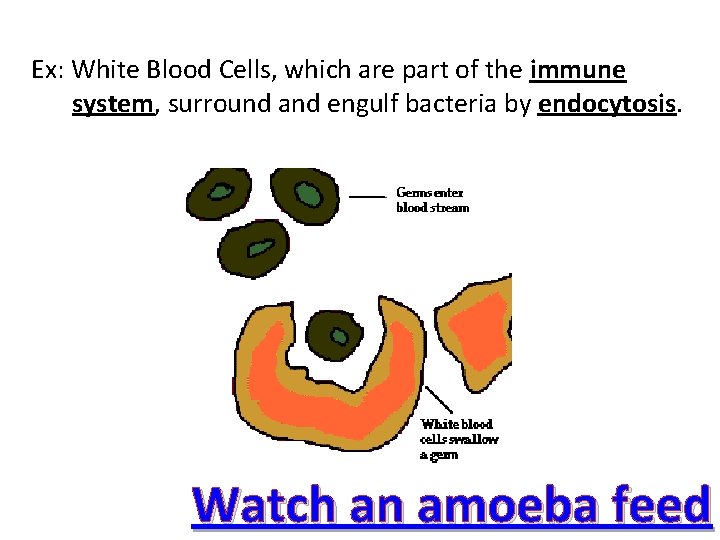 Ex: White Blood Cells, which are part of the immune system, surround and engulf