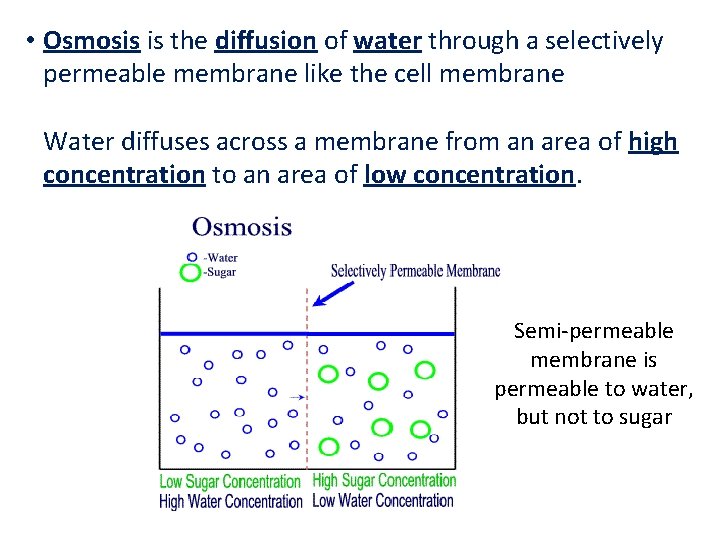  • Osmosis is the diffusion of water through a selectively permeable membrane like