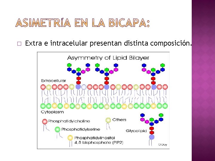 � Extra e intracelular presentan distinta composición. 