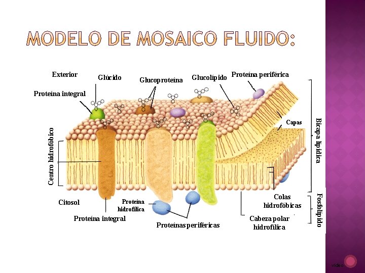 Exterior Glúcido Glucoproteína Glucolípido Proteína periférica Proteína integral Bicapa lípidica Colas hidrofóbicas Fosfolípido Centro