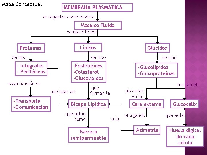 Mapa Conceptual MEMBRANA PLASMÁTICA se organiza como modelo Mosaico Fluido compuesto por Lípidos Proteínas