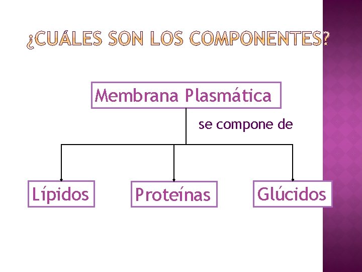 Membrana Plasmática se compone de Lípidos Proteínas Glúcidos 