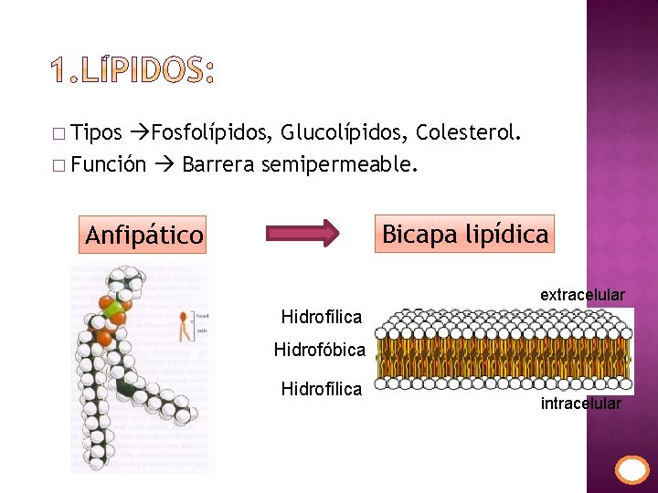� Tipos Fosfolípidos, Glucolípidos, Colesterol. � Función Barrera semipermeable. Bicapa lipídica Anfipático extracelular Hidrofílica