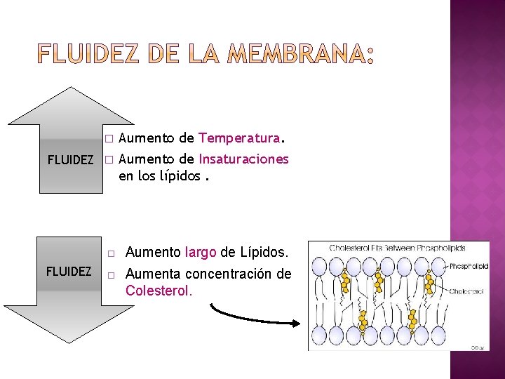 FLUIDEZ � Aumento de Temperatura. Aumento de Insaturaciones en los lípidos. Aumento largo de