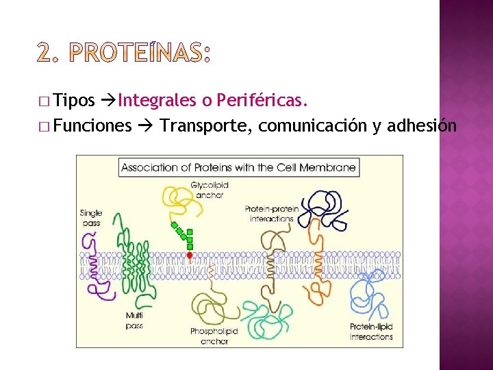 � Tipos Integrales o Periféricas. � Funciones Transporte, comunicación y adhesión 