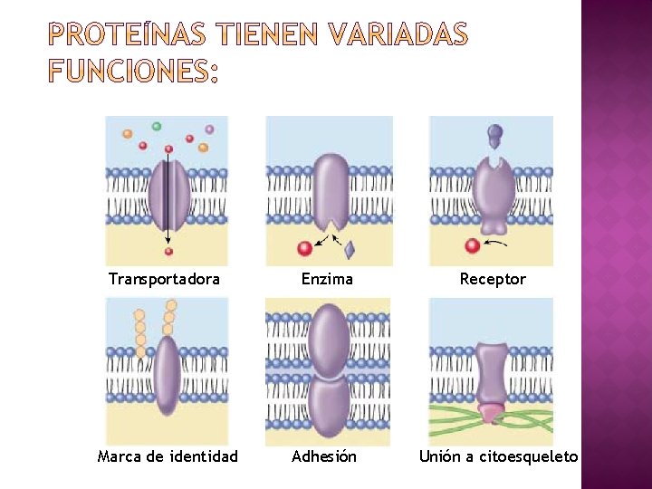 Transportadora Enzima Marca de identidad Adhesión Receptor Unión a citoesqueleto 