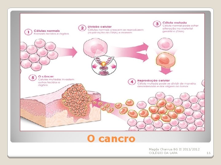 O cancro Magda Charrua BG II 2011/2012 COLÉGIO DA LAPA 11 