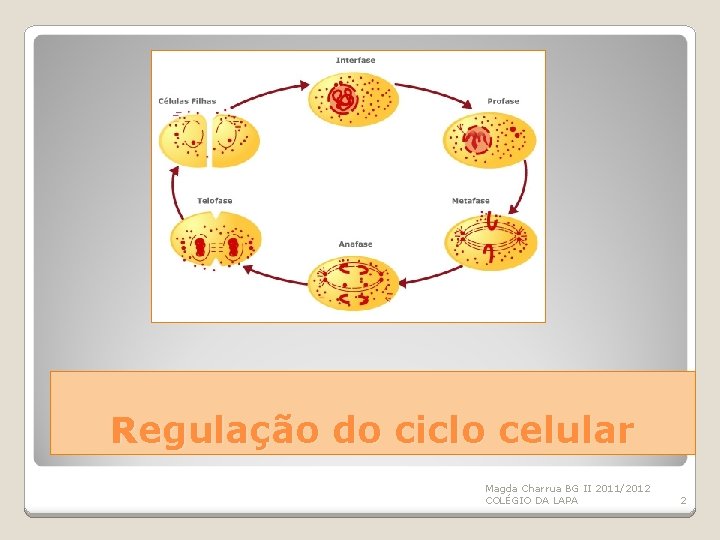 Regulação do ciclo celular Magda Charrua BG II 2011/2012 COLÉGIO DA LAPA 2 