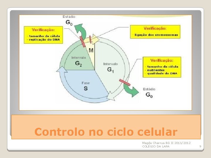 Controlo no ciclo celular Magda Charrua BG II 2011/2012 COLÉGIO DA LAPA 9 