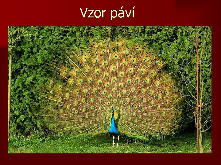 Vzor páví 