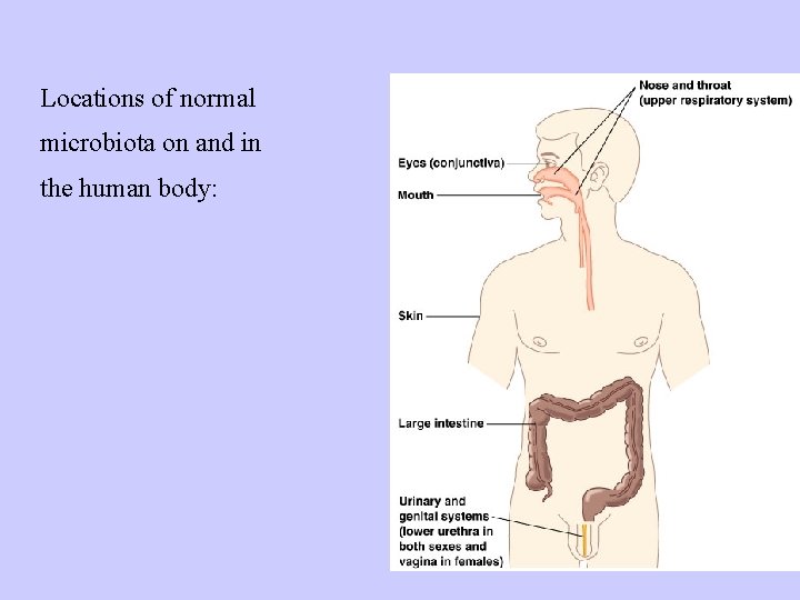 Locations of normal microbiota on and in the human body: 
