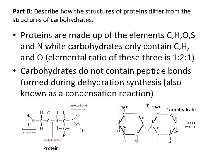 Part B: Describe how the structures of proteins differ from the structures of carbohydrates.