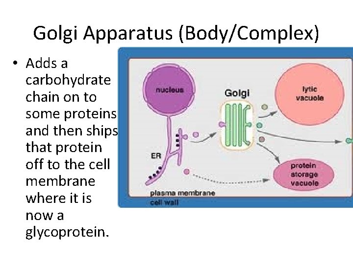 Golgi Apparatus (Body/Complex) • Adds a carbohydrate chain on to some proteins and then