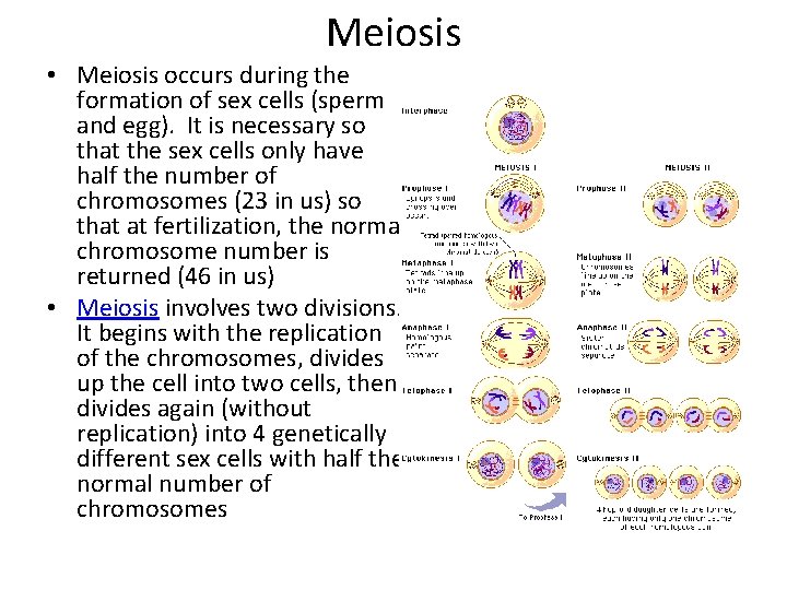 Meiosis • Meiosis occurs during the formation of sex cells (sperm and egg). It