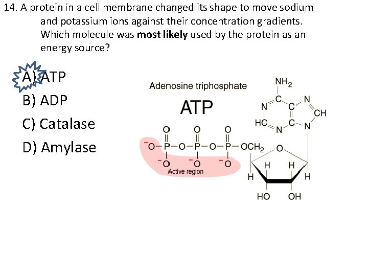 14. A protein in a cell membrane changed its shape to move sodium and