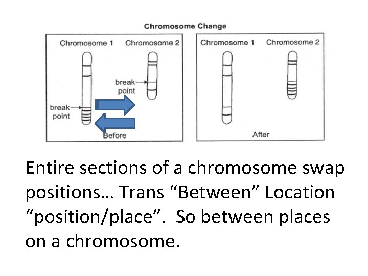 Entire sections of a chromosome swap positions… Trans “Between” Location “position/place”. So between places