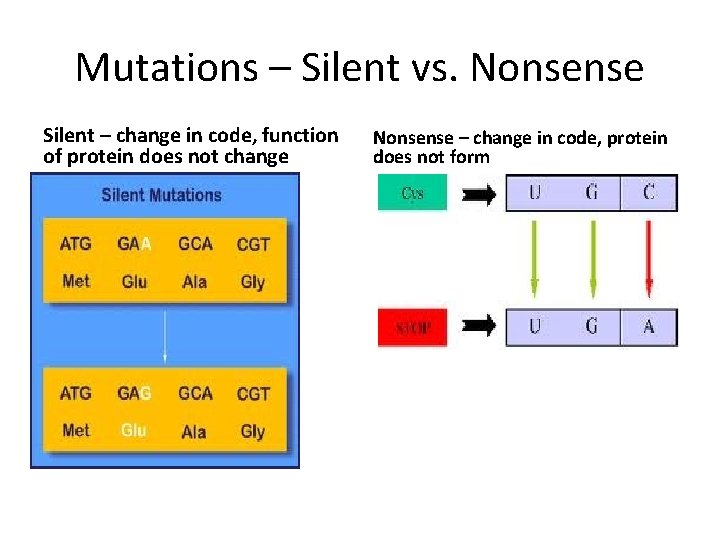 Mutations – Silent vs. Nonsense Silent – change in code, function of protein does