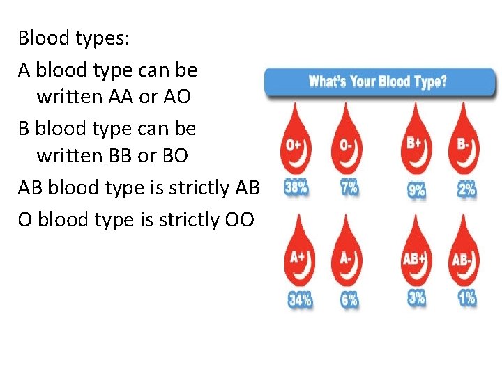 Blood types: A blood type can be written AA or AO B blood type