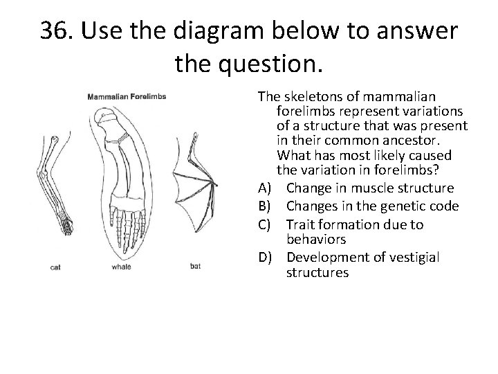 36. Use the diagram below to answer the question. The skeletons of mammalian forelimbs