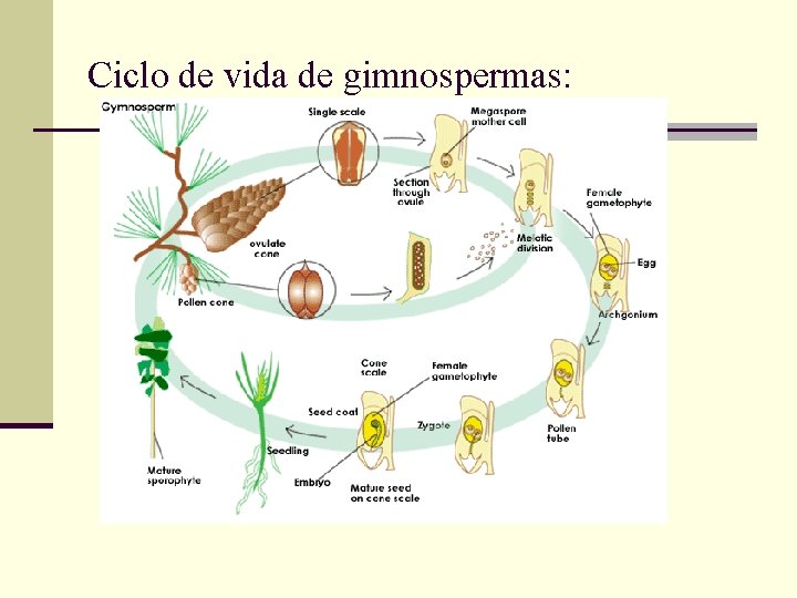 Ciclo de vida de gimnospermas: 