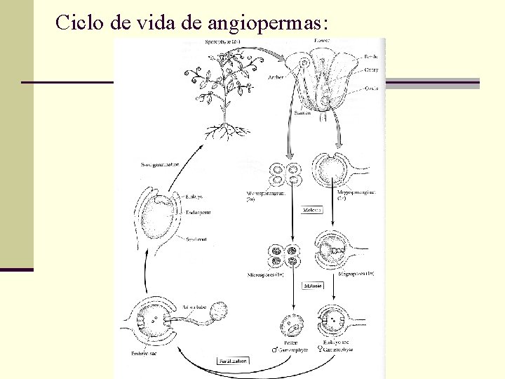 Ciclo de vida de angiopermas: 