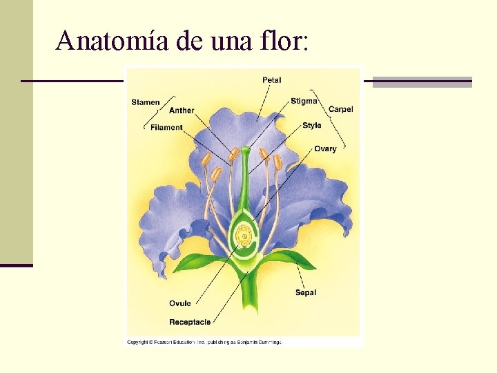 Anatomía de una flor: 