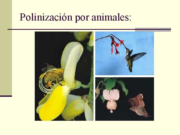 Polinización por animales: 