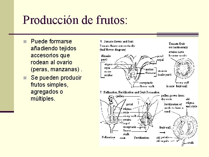 Producción de frutos: n Puede formarse añadiendo tejidos accesorios que rodean al ovario (peras,