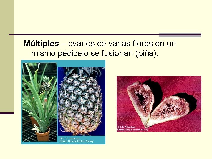 Múltiples – ovarios de varias flores en un mismo pedicelo se fusionan (piña). 