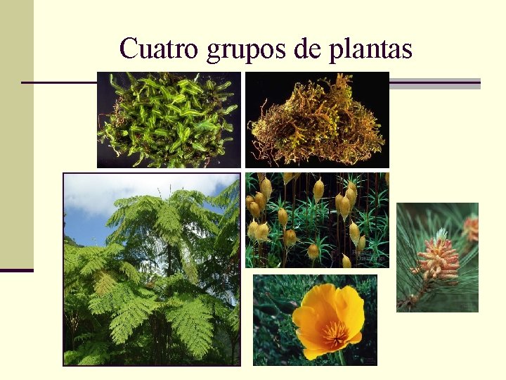 Cuatro grupos de plantas 