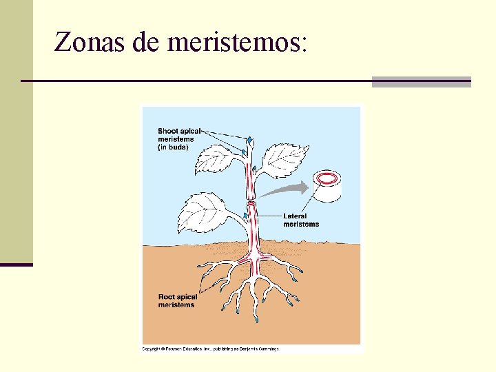 Zonas de meristemos: 