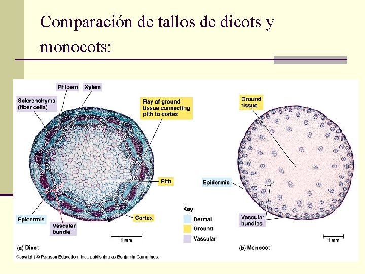 Comparación de tallos de dicots y monocots: 