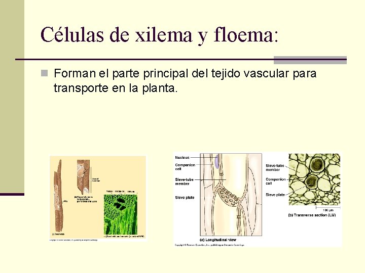 Células de xilema y floema: n Forman el parte principal del tejido vascular para