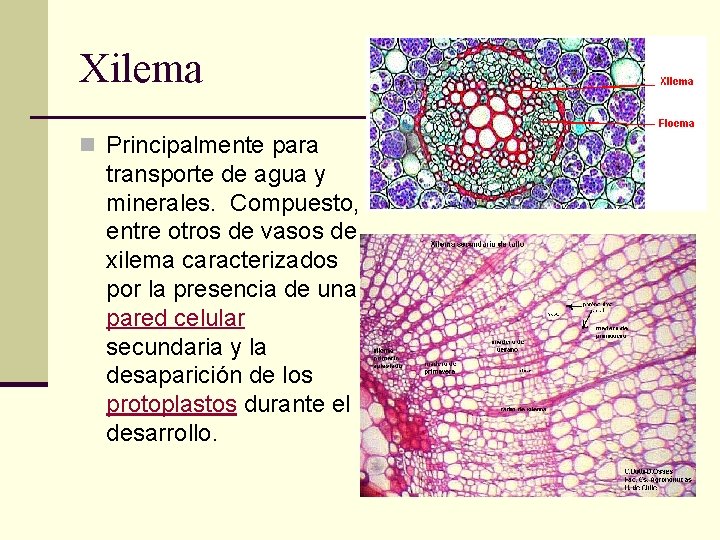 Xilema n Principalmente para transporte de agua y minerales. Compuesto, entre otros de vasos