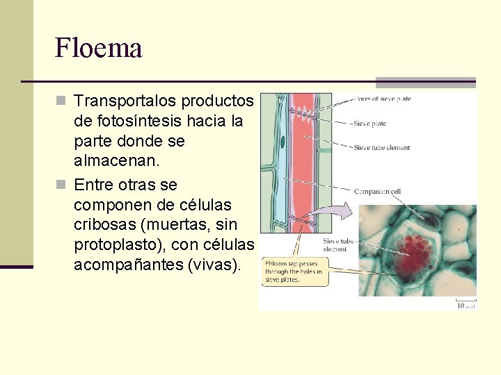 Floema n Transportalos productos de fotosíntesis hacia la parte donde se almacenan. n Entre