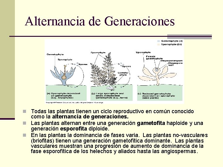 Alternancia de Generaciones n Todas las plantas tienen un ciclo reproductivo en común conocido