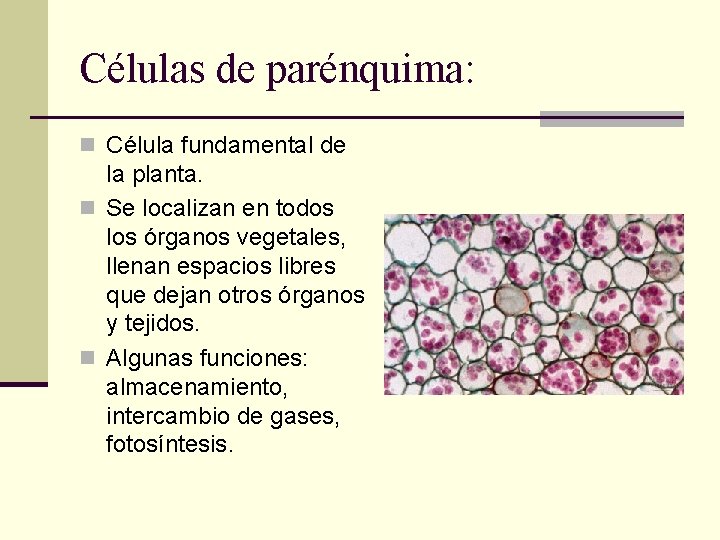 Células de parénquima: n Célula fundamental de la planta. n Se localizan en todos