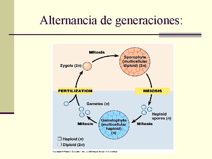 Alternancia de generaciones: 