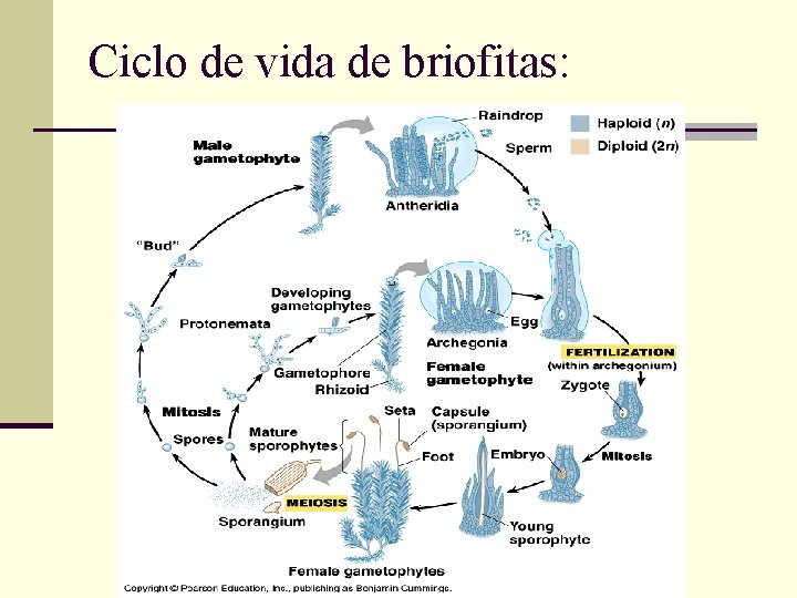 Ciclo de vida de briofitas: 