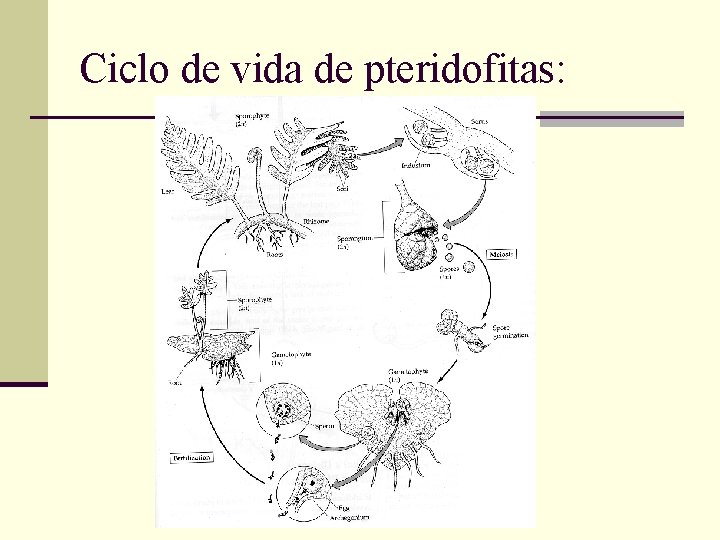 Ciclo de vida de pteridofitas: 