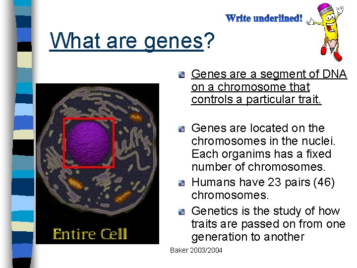 What are genes? Genes are a segment of DNA on a chromosome that controls