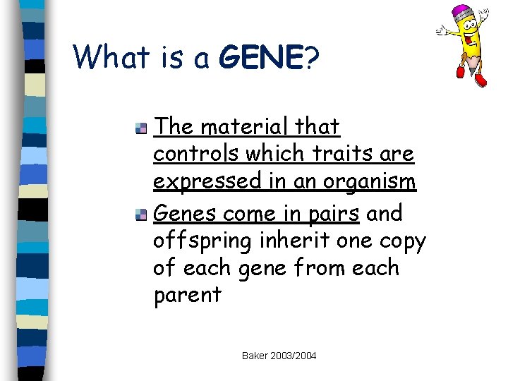 What is a GENE? The material that controls which traits are expressed in an