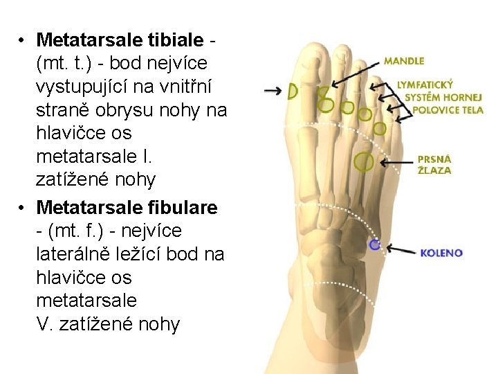  • Metatarsale tibiale (mt. t. ) - bod nejvíce vystupující na vnitřní straně