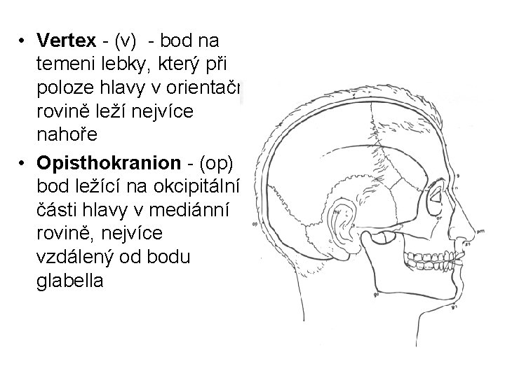  • Vertex - (v) - bod na temeni lebky, který při poloze hlavy