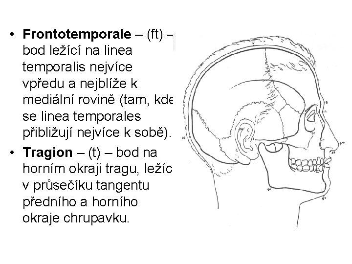  • Frontotemporale – (ft) – bod ležící na linea temporalis nejvíce vpředu a