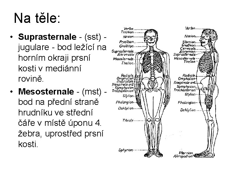Na těle: • Suprasternale - (sst) jugulare - bod ležící na horním okraji prsní