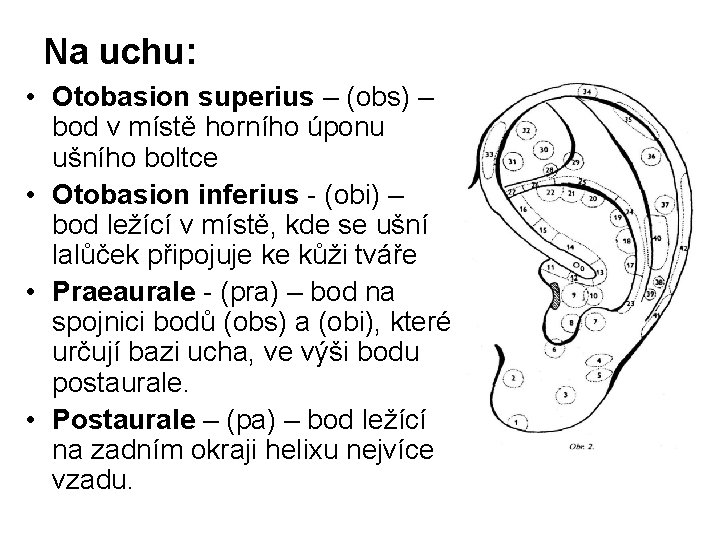 Na uchu: • Otobasion superius – (obs) – bod v místě horního úponu ušního