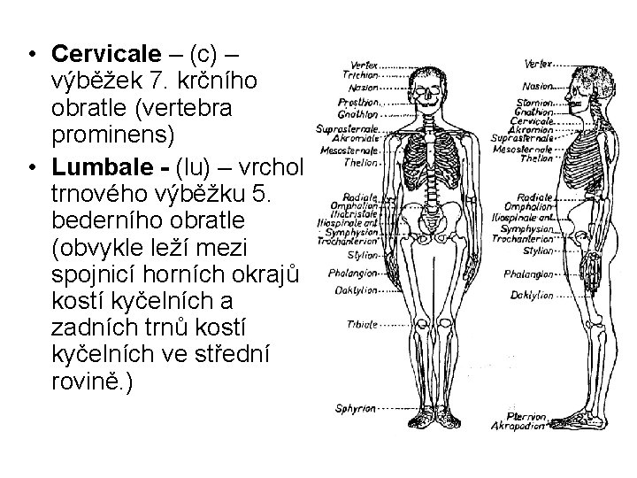 • Cervicale – (c) – výběžek 7. krčního obratle (vertebra prominens) • Lumbale