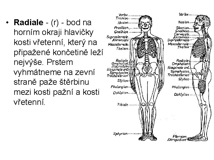  • Radiale - (r) - bod na horním okraji hlavičky kosti vřetenní, který