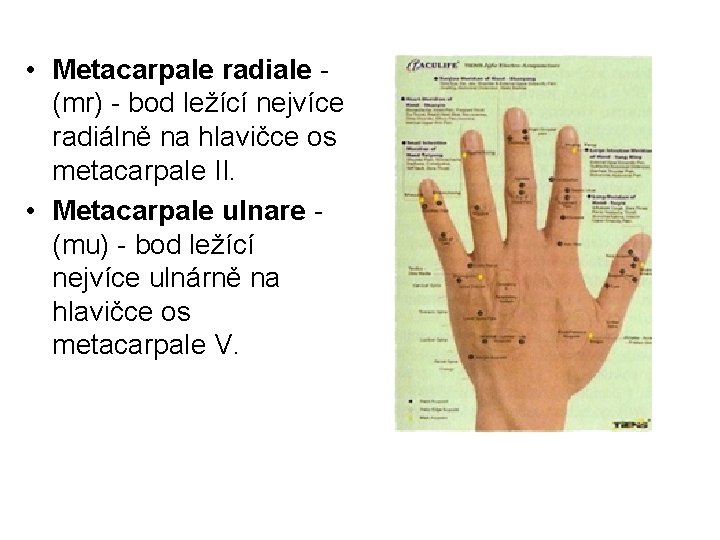  • Metacarpale radiale (mr) - bod ležící nejvíce radiálně na hlavičce os metacarpale